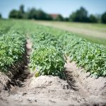 Najlepsze ryby do oczka – porównanie gatunków pod kątem estetyki i pielęgnacji